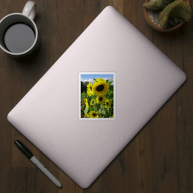 Sunflowers in a field by Annabellepaints